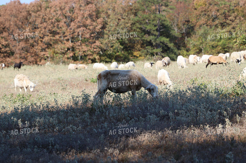 Sheep 201024