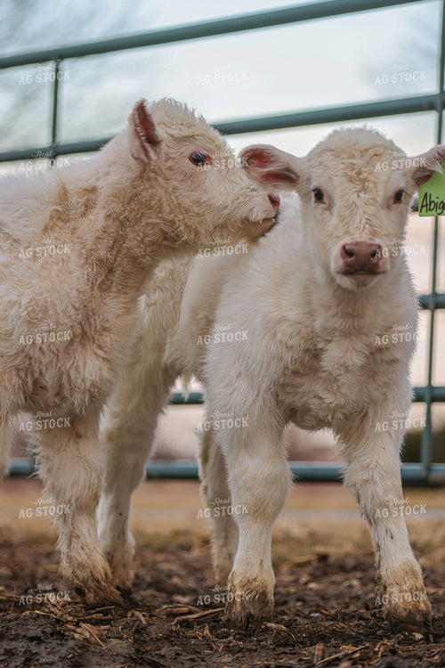 Calves 160045