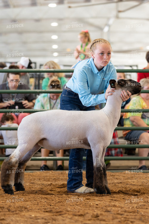 Farm Kid Showing Sheep 52508