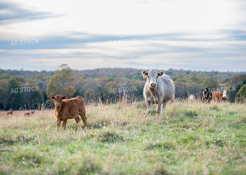 Crossbred Cattle 193052