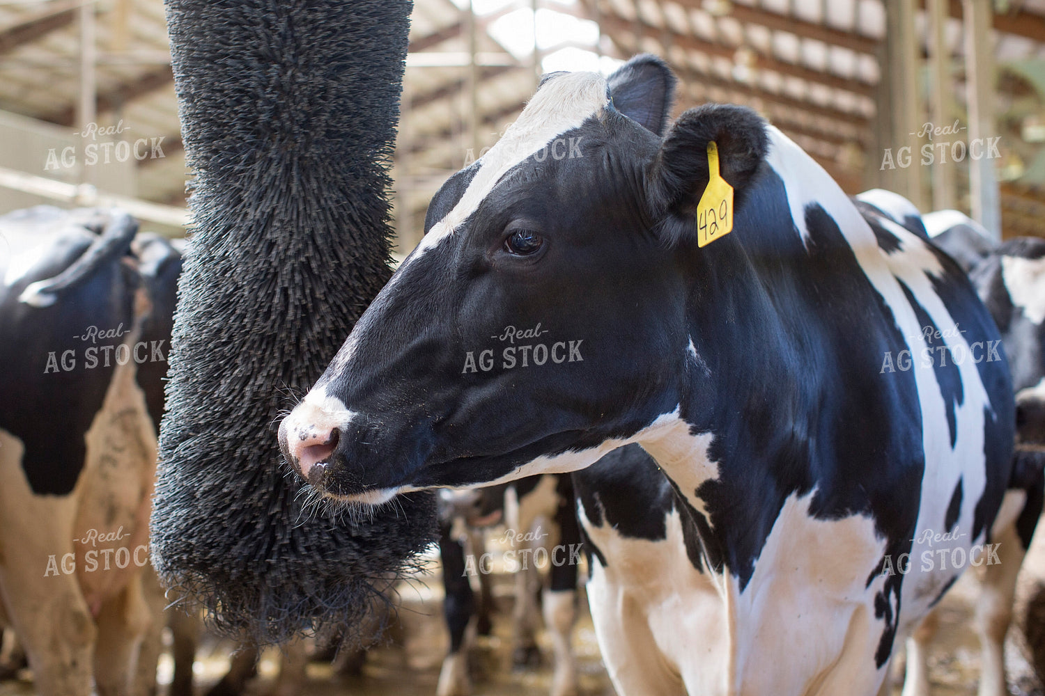 Dairy Cow and Swinging Cow Brush 55312