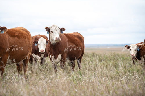 Hereford Cattle 212010