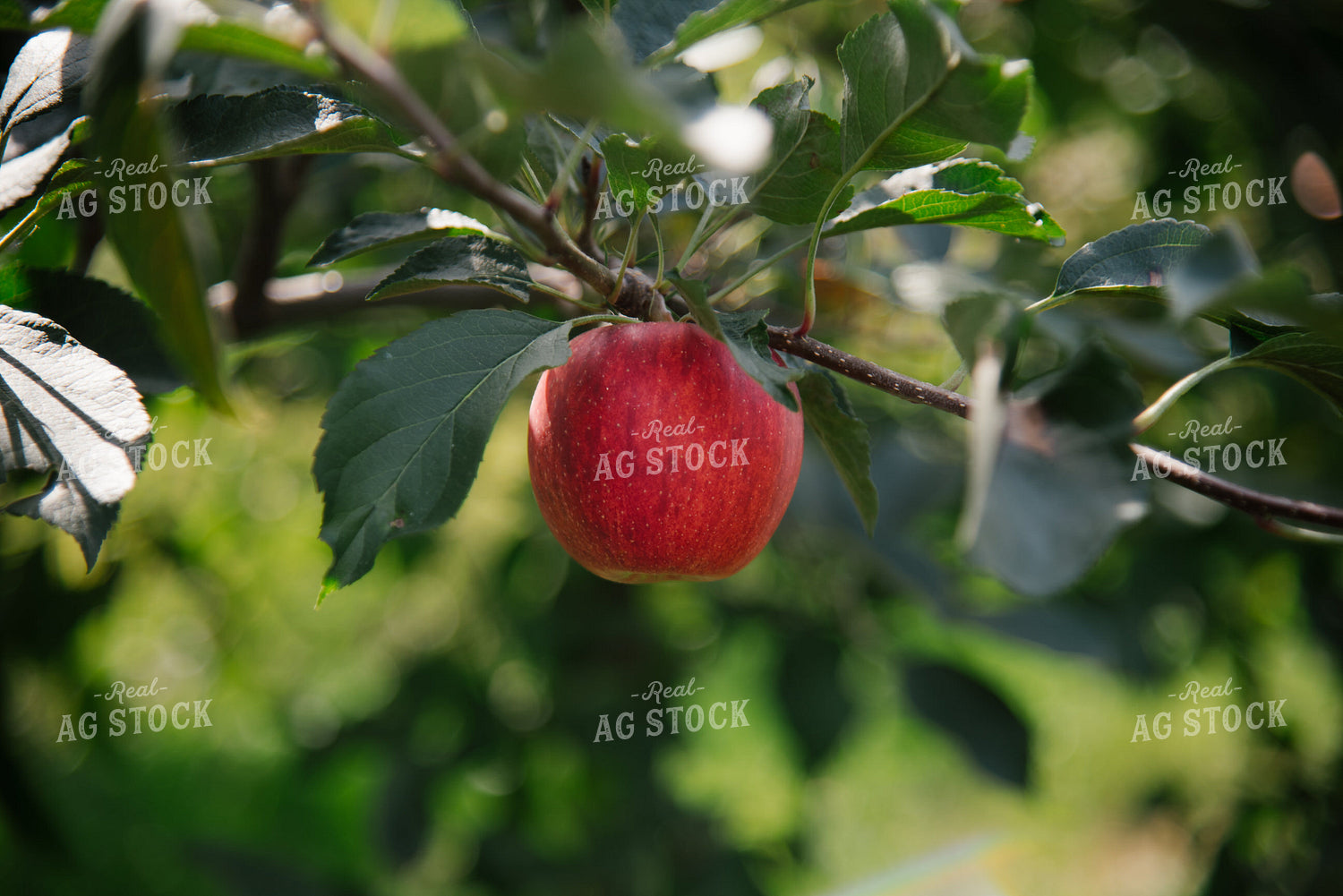 Gala Apple 137077