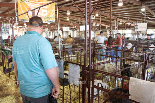 Sheep Show 102040
