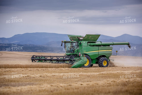 Wheat Harvest 81176