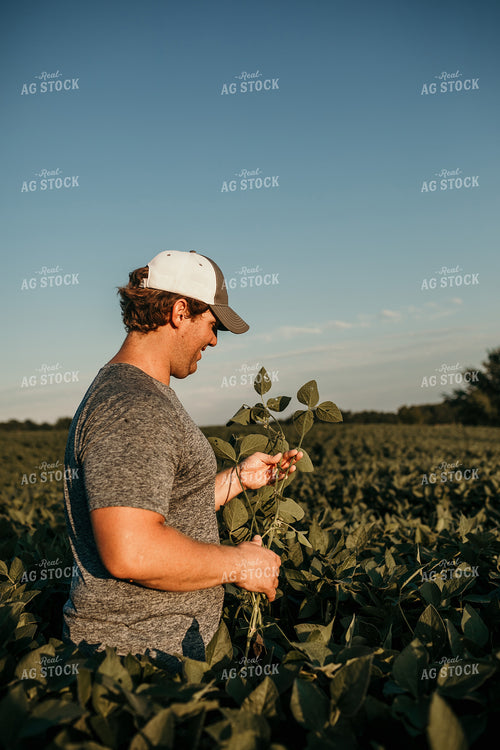 Farmer in Soybean Field Counting Pods 3175