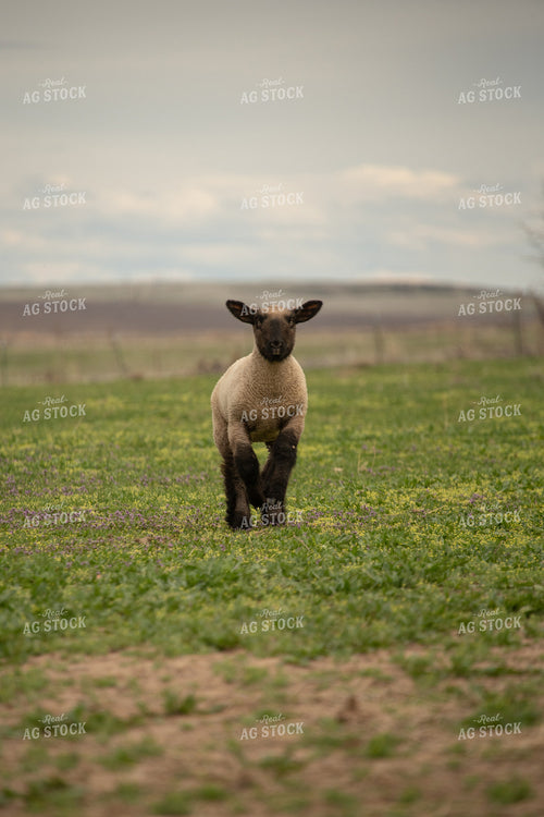 Lamb in Pasture 57038