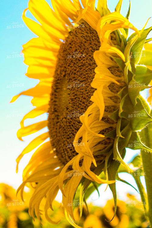 Sunflowers 237001