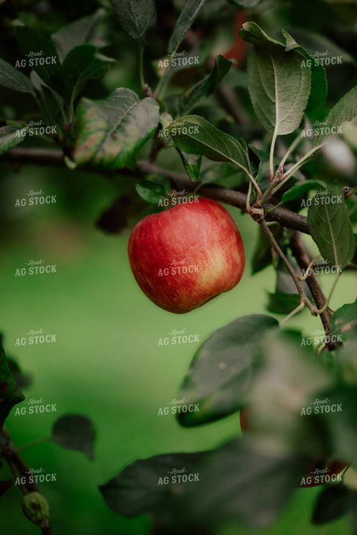 Apple on Tree 137114