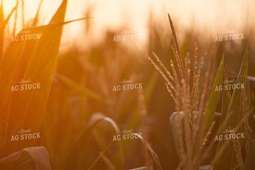 Corn - Mid-Season 1294