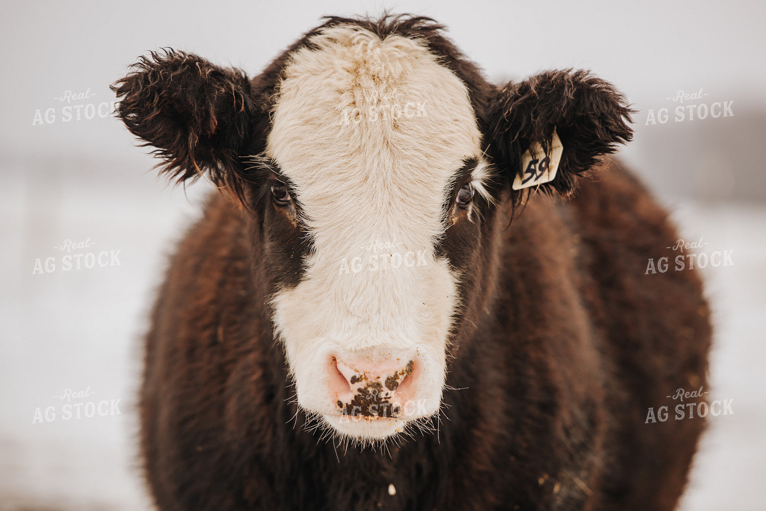 Cow in Snowy Pasture 68100