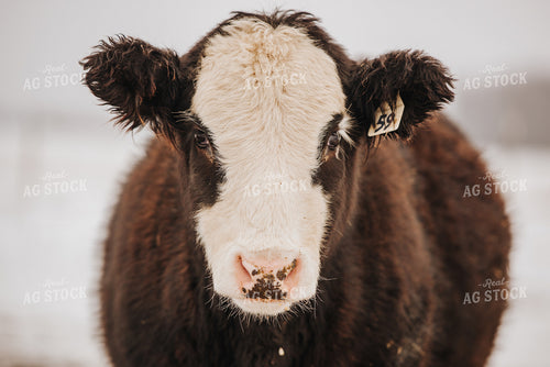 Cow in Snowy Pasture 68100