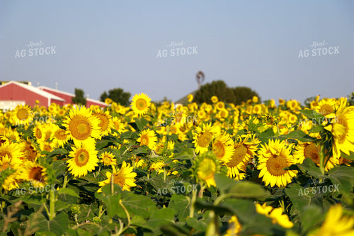 Sunflower Field with Red Barn 60050