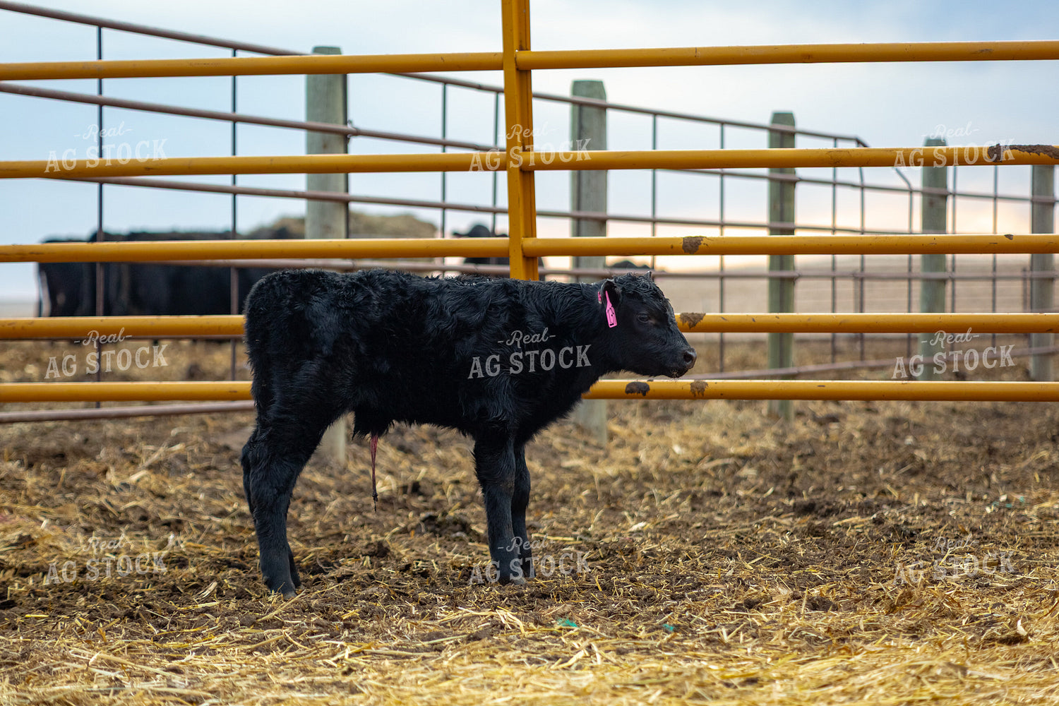 Calf 155352