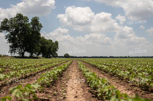 Cotton Rows 59102