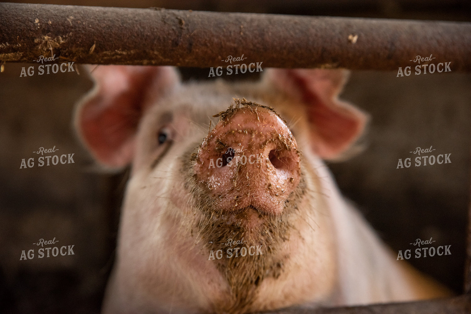 Pig in Pen 76063