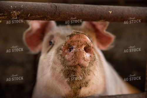 Pig in Pen 76063