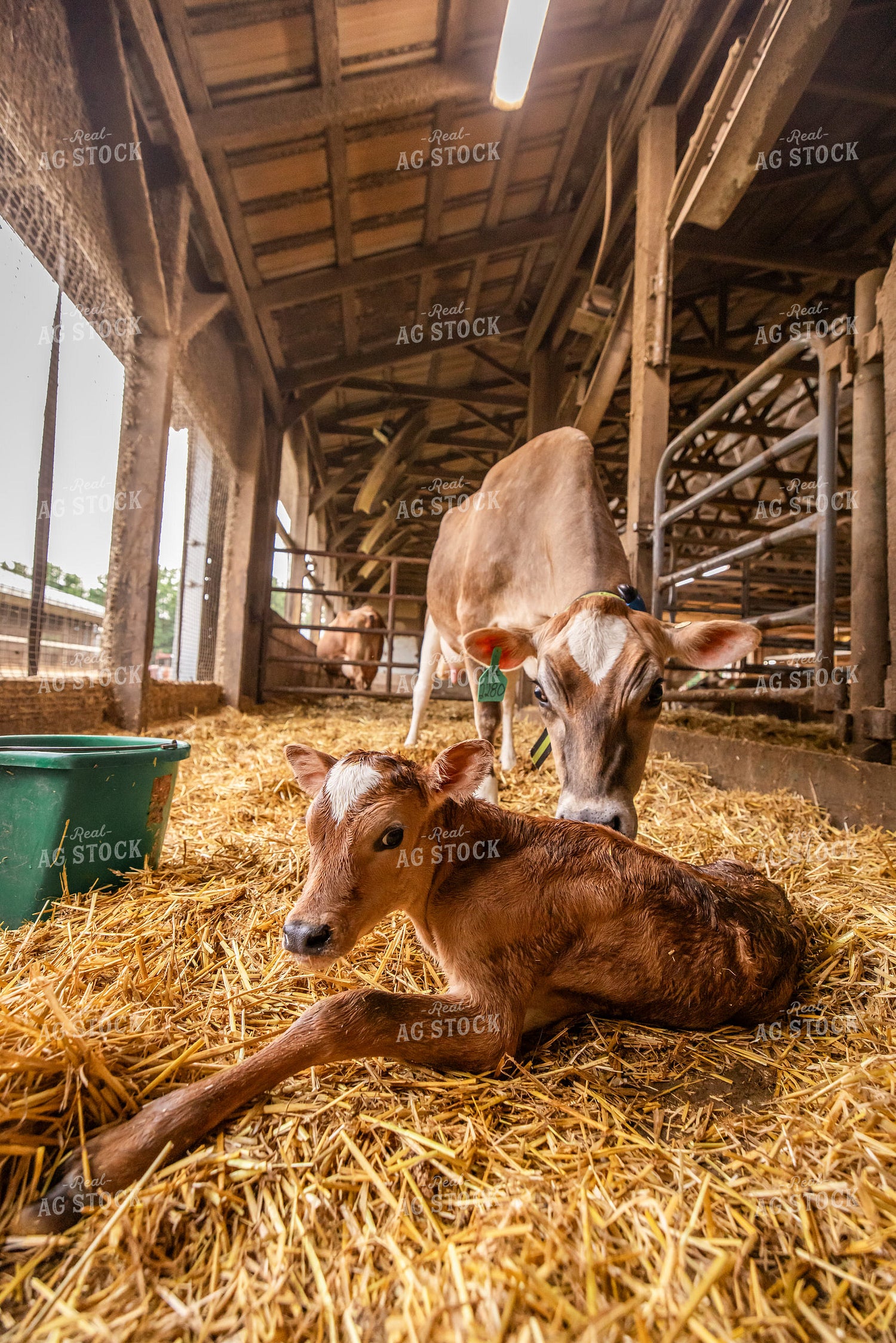 Newborn Jersey Calf 270249
