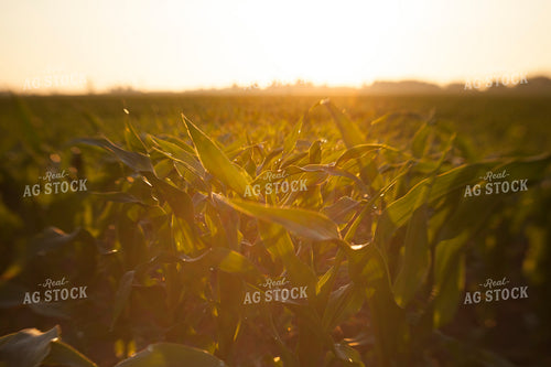 Corn - Mid-Season 1232