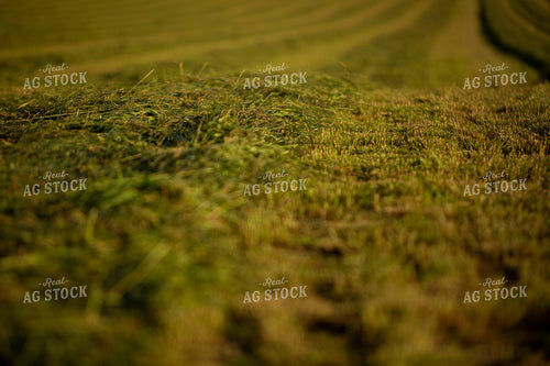 Cutting Hay 4930
