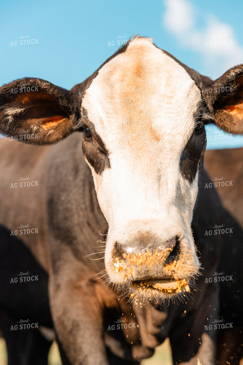 Crossbreed Cattle 256006