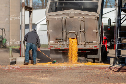 Dumping Grain 157074