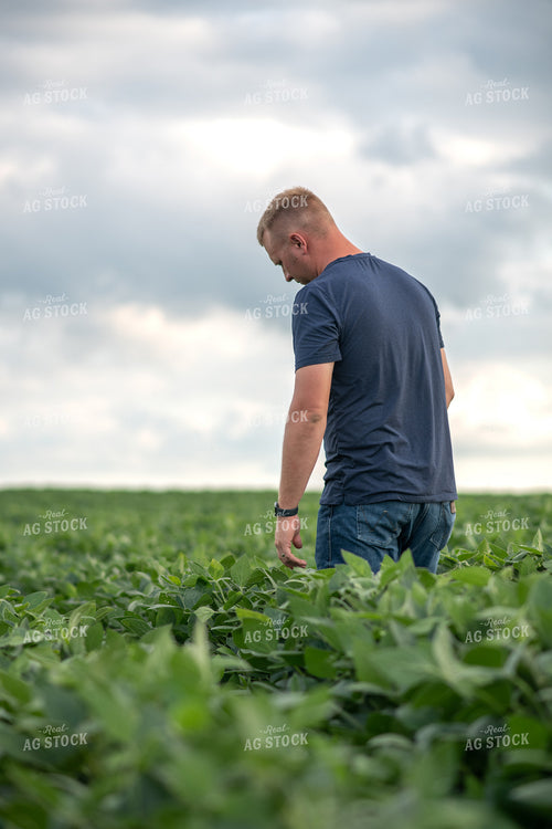 Male Farmer in Soybean Field 76325