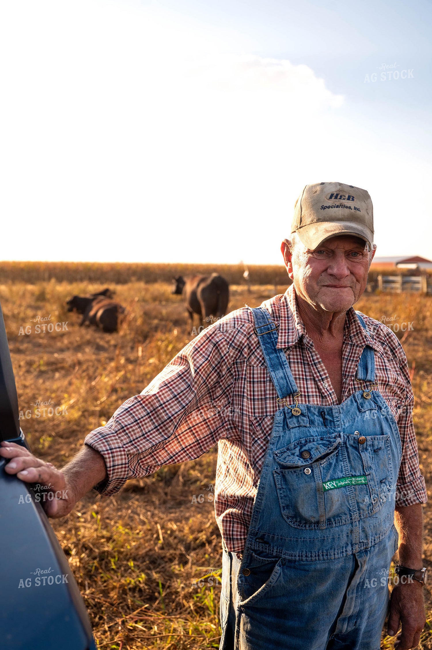 Farmer Checking Cattle 115893