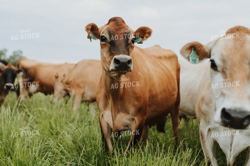 Jersey Cattle in Pasture 68117