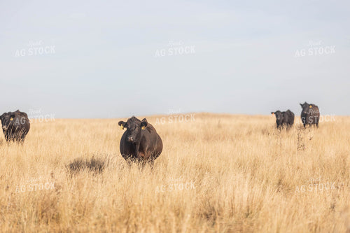 Angus Cattle in Pasture 72117