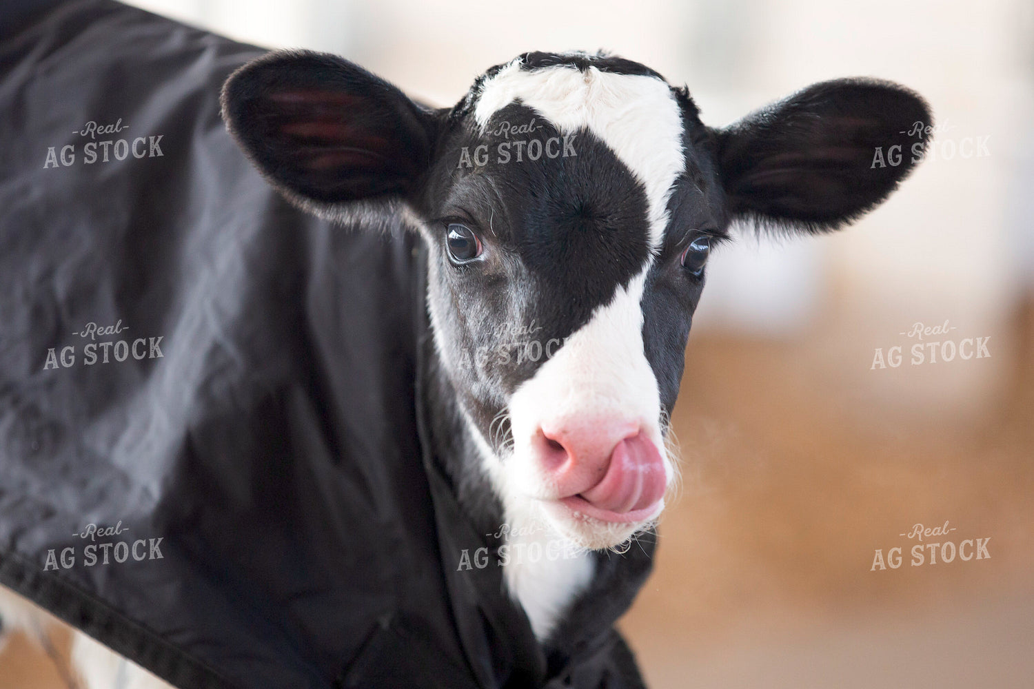 Holstein Calf with Calf Blanket 55327