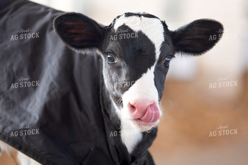 Holstein Calf with Calf Blanket 55327