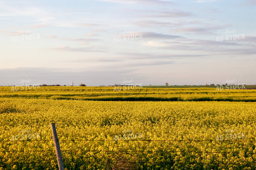 Flowering Canola Field 60002