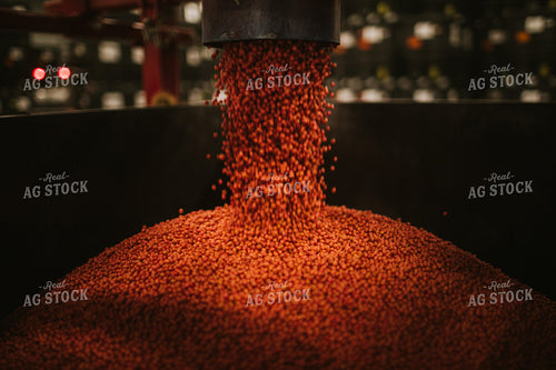 Treated Soybeans Exiting Seed Treater 5352