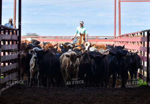 Cattleman Herding Cattle 112009