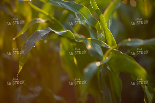 Corn - Mid-Season 1246