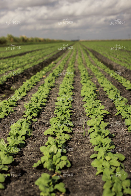 Radish Field 7344