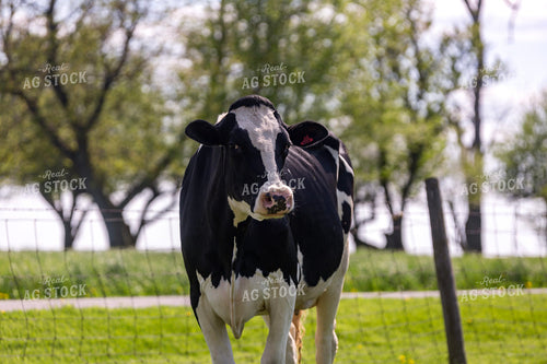 Holstein Cow in Pasture 90003