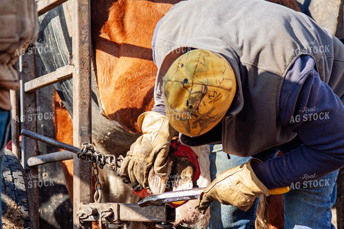 Trimming Hereford Cow Hoof 150059