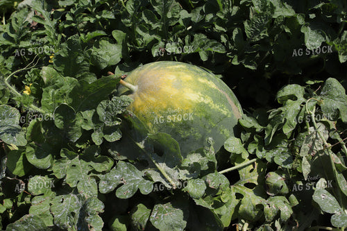 Watermelon 102080