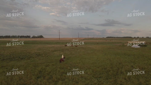 Ranchers on Horseback Moving Cattle in Pasture Drone 6543