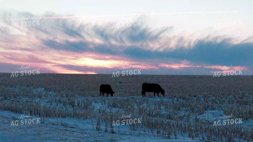 Cattle Grazing on Snow Covered Corn Field 239131