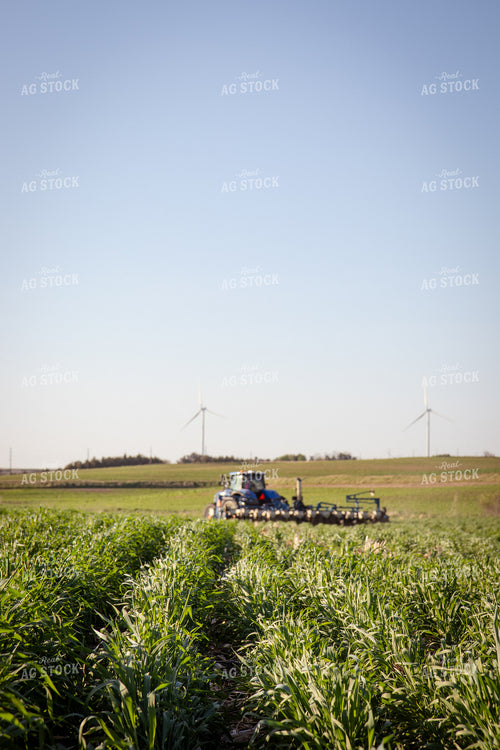 Planting into Rye Cover Crop 268330