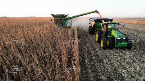 Corn Harvest 65468