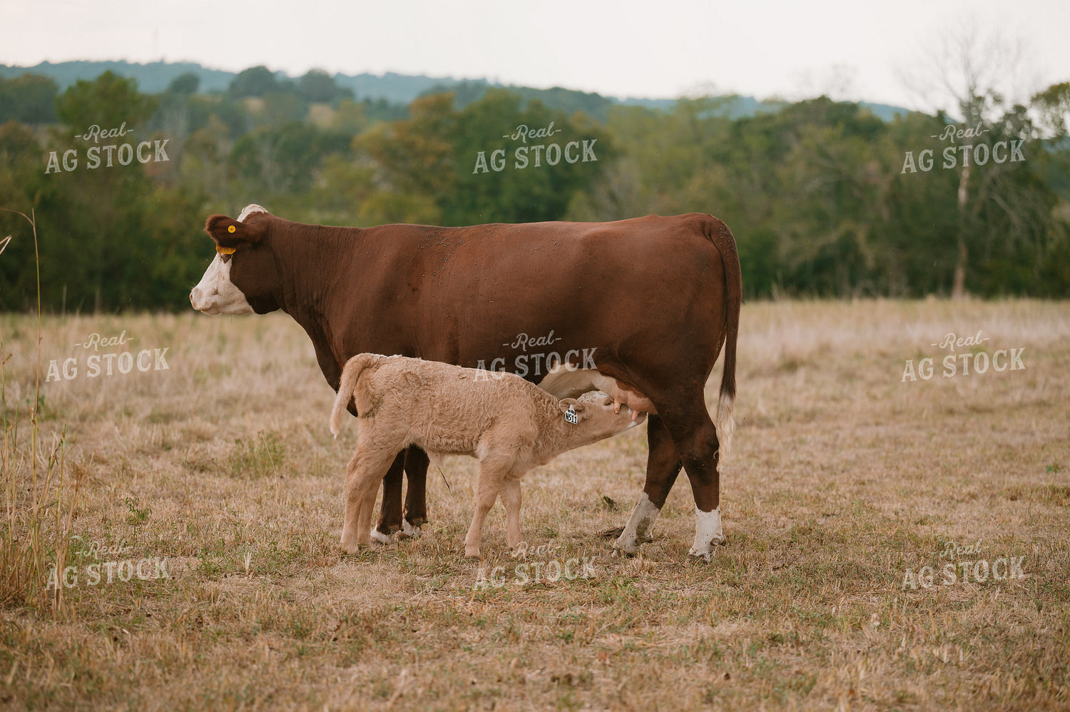 Cow Nursing Calf 125358