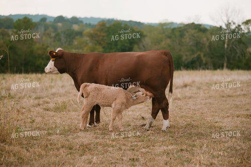Cow Nursing Calf 125358
