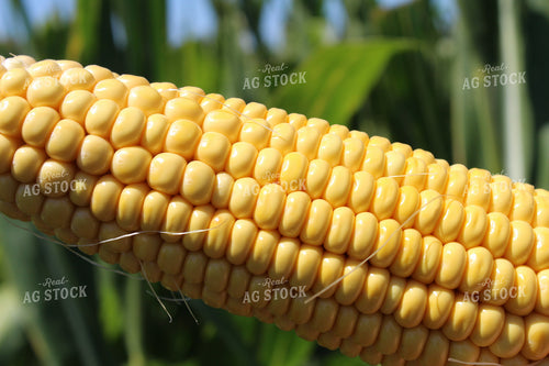 Ear of Corn 104009