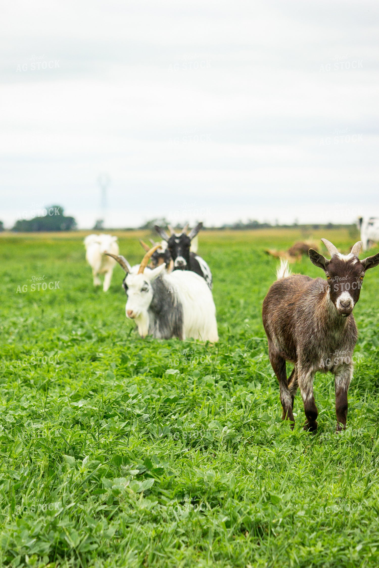 Nigerian Dwarf Goat 155246