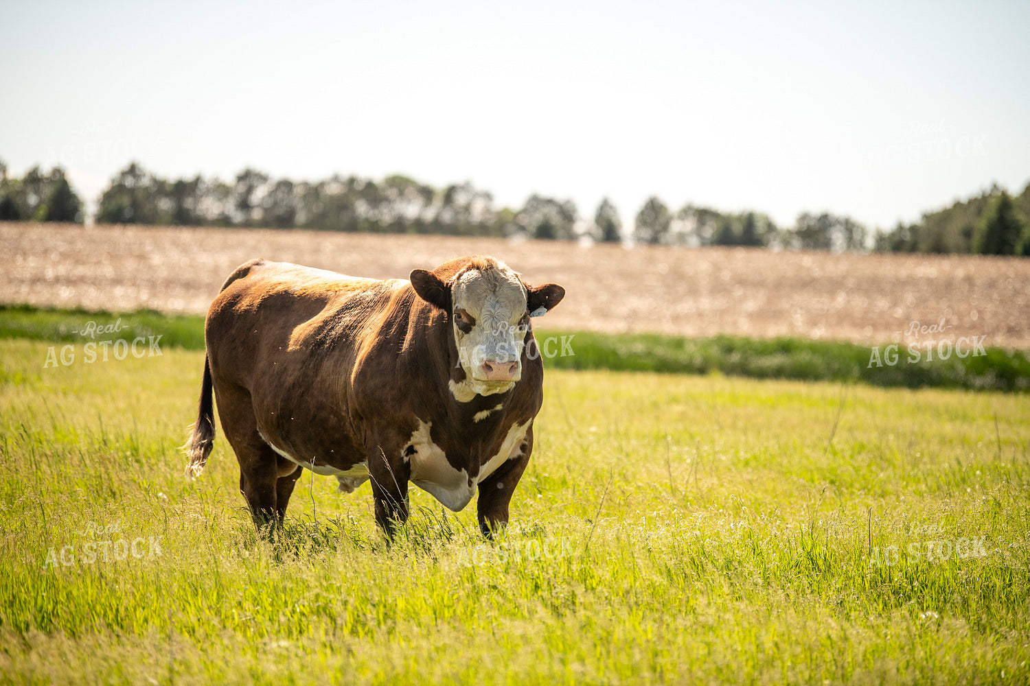 Hereford Bull on Pasture 212037