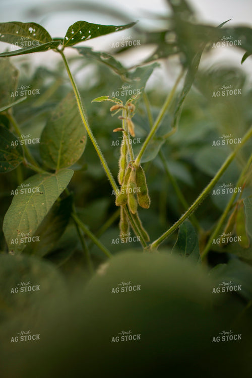 Soybeans - Mid-Season 2361